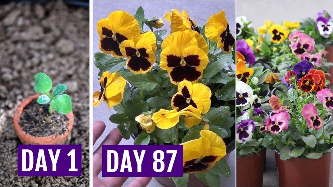 Best Way to Grow & Care for Pansy Flowering Plant in Pots