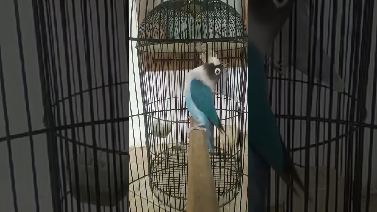 Lovebird COBALT jantan ngekek nyengklak