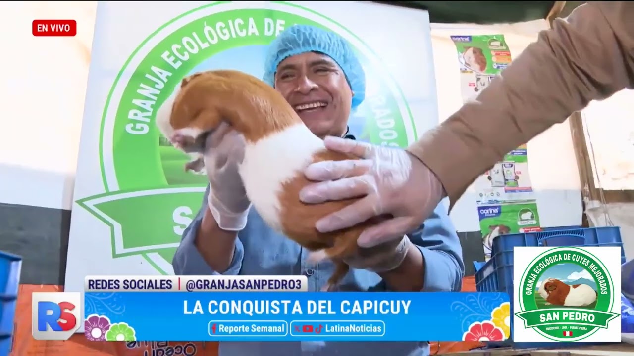 LOS CAPICUYES DE GRANJA SAN PEDRO HUAROCHIRI PERU