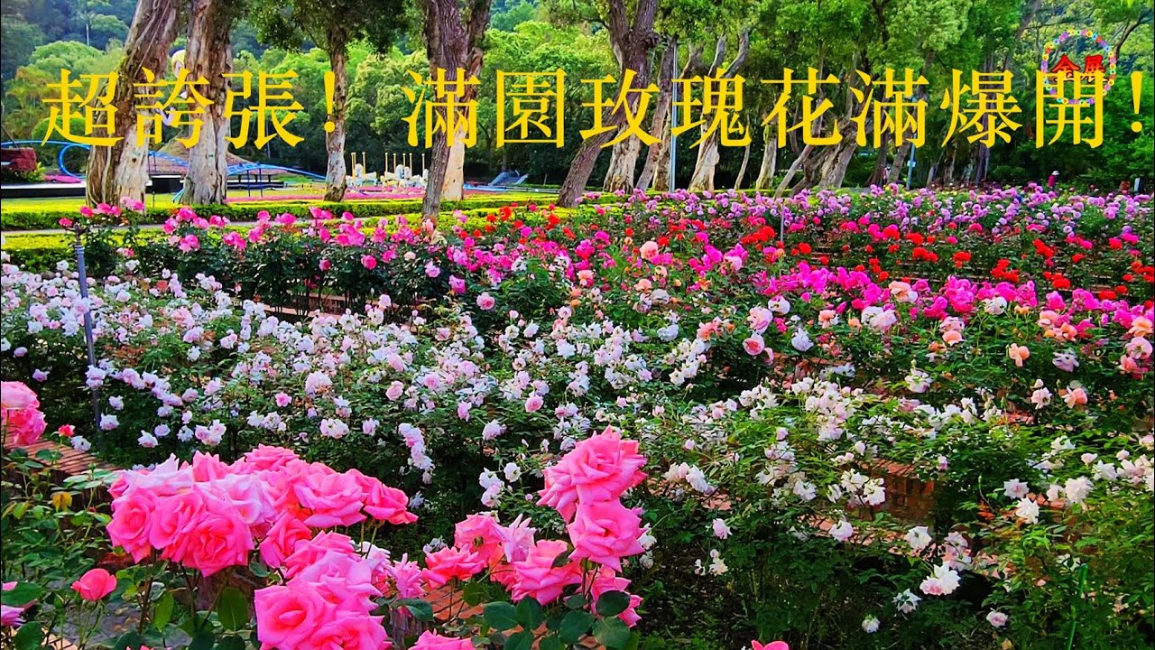 超誇張！滿園玫瑰花滿爆開！2022士林官邸玫瑰花季 2022 Shilin official residence rose season