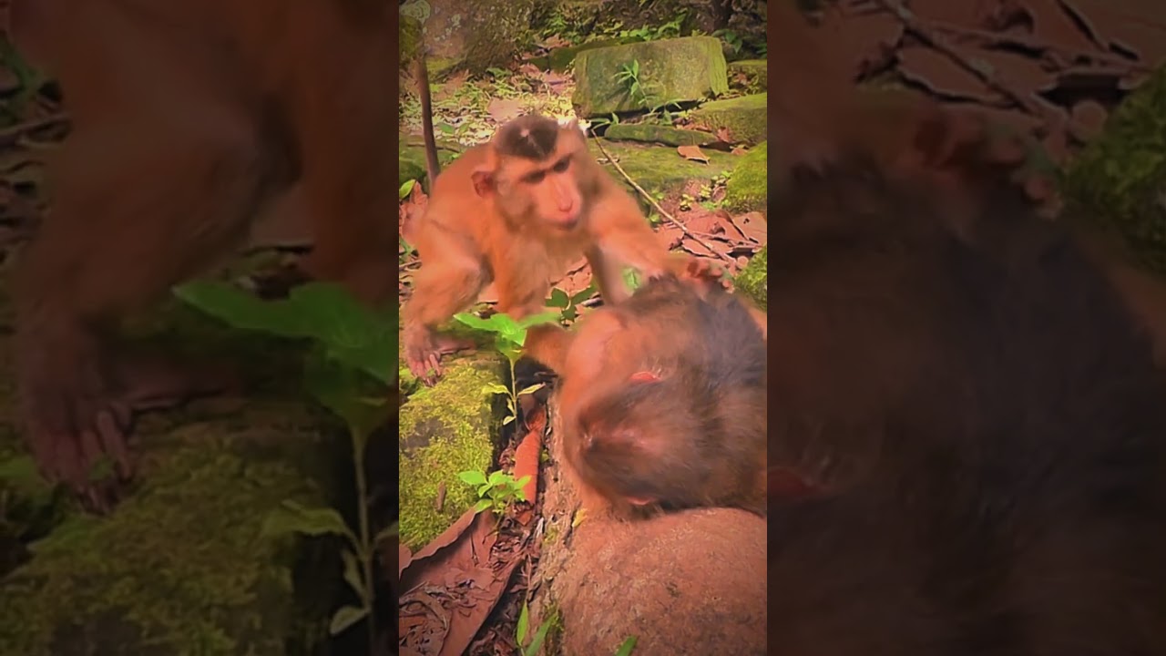 A male monkey treats a female monkey 