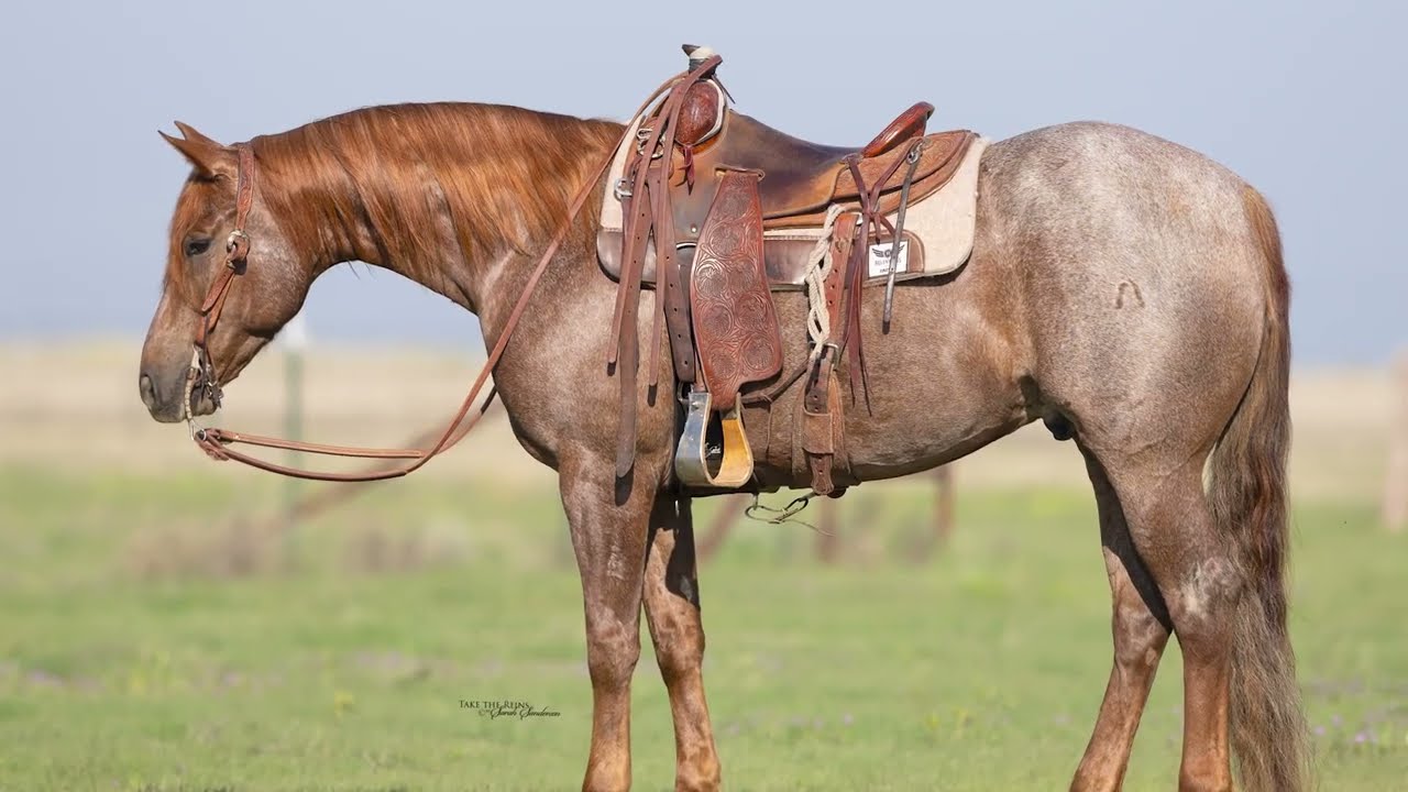 Whatapepcid 