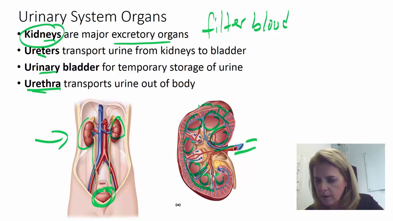 Introduction to the urinary system