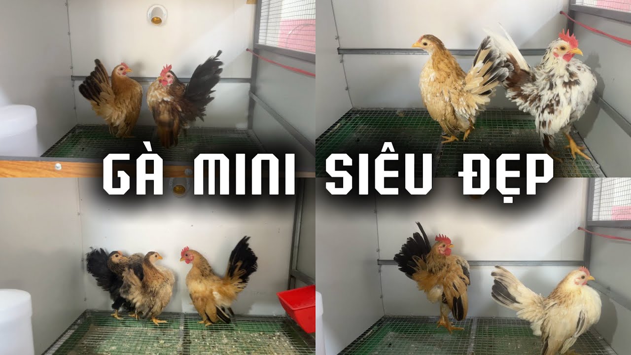 Top Những Cặp Gà Serama Mini Đẹp Tìm Nhà Mới #serama #gacanh 