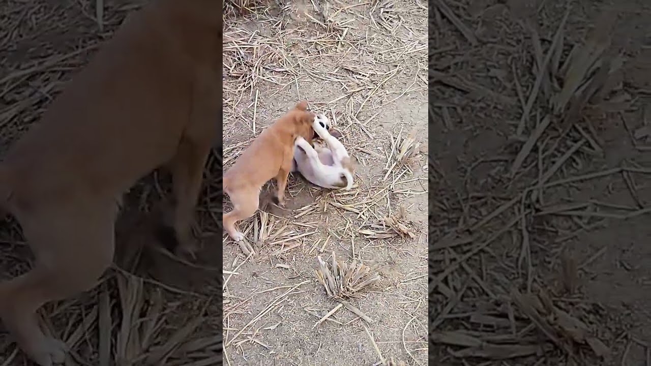 amazing video ek bar jarur dekhen and share karen#dog #dogs #funny #animal #animals fight #most