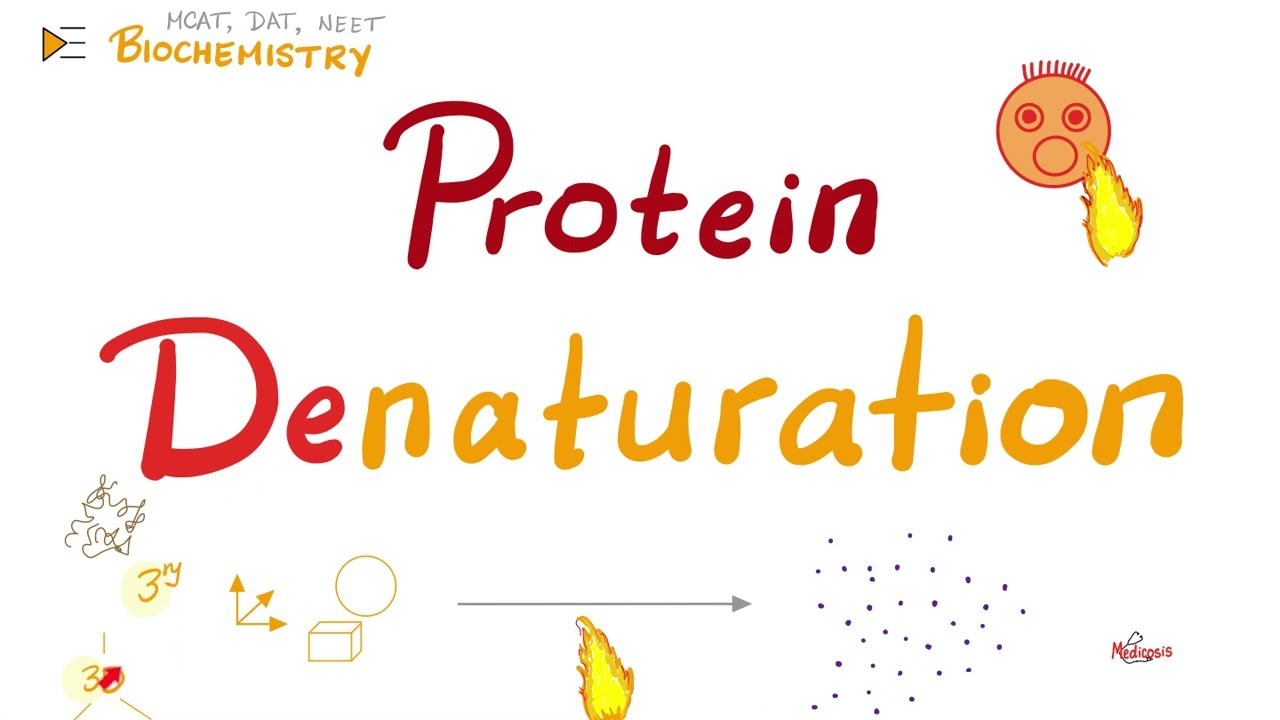 Denaturation of Proteins | Biochemistry 🧪