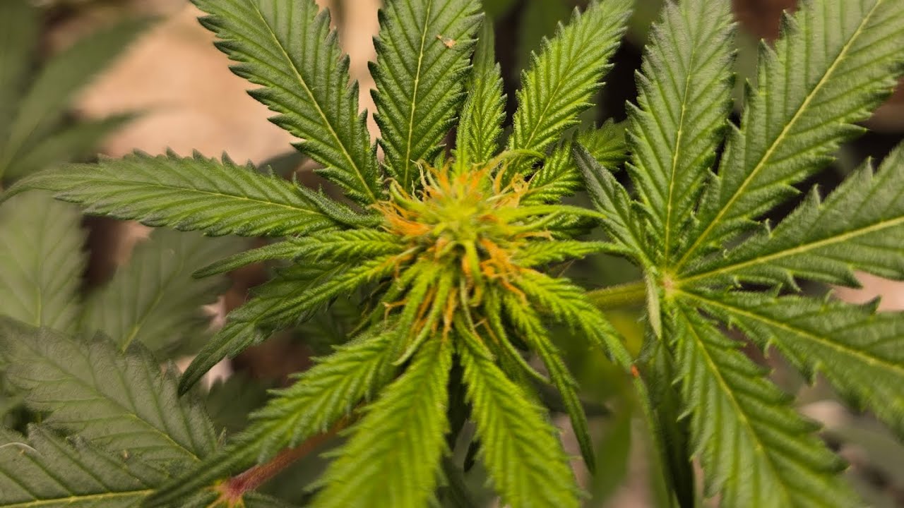 Grow weed easy!!! REVEG BEGINS!! Purple Crack Cali Connection 🪴 🪴 🪴