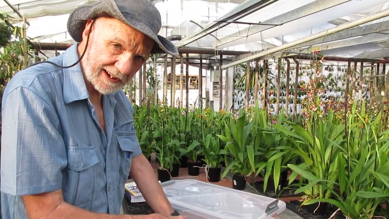 come seminare le orchidee in casa, i materiali che servono