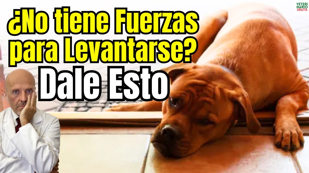🐶⚠️ MI PERRO NO TIENE FUERZAS PARA LEVANTARSE 🐶⚠️ ¿QUE LE PUEDO DAR?