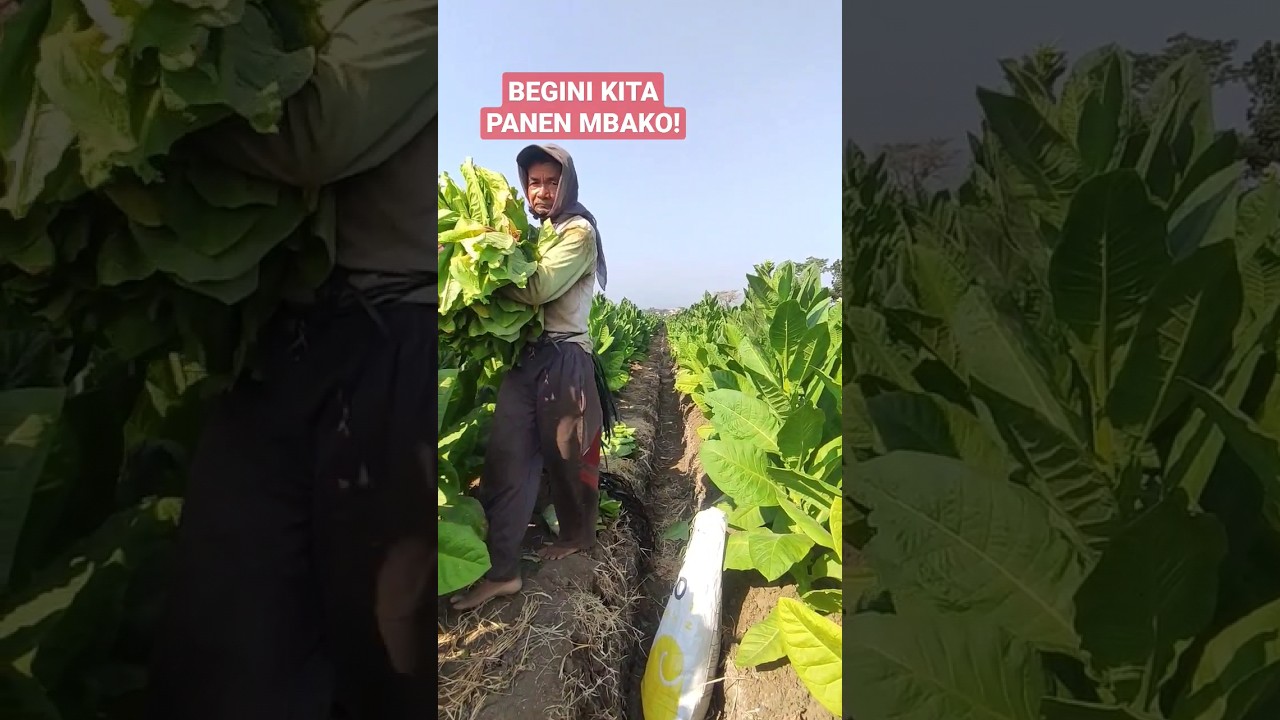 BEGINI ORANG INDONESIA PANEN TEMBAKAU! #panen #tembakau #petani #farmerlife