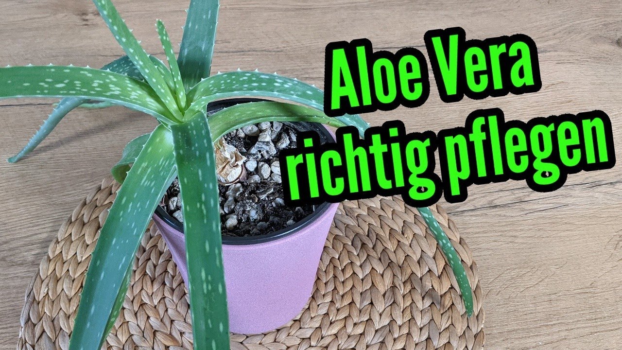 Aloe Vera Pflanze pflegen gie&szlig;en d&uuml;ngen Standort umtopfen schneiden vermehren