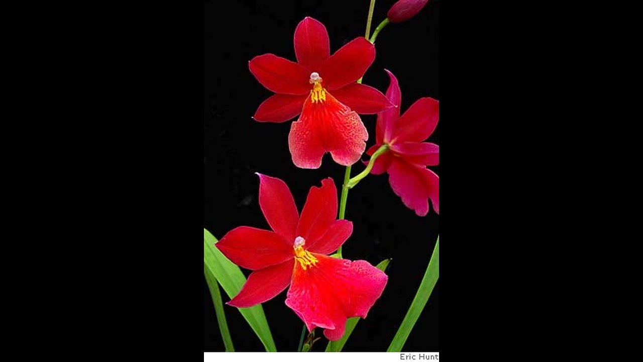 fiorite oggi Burrageara Nelly Isler, Rossioglossum Rawdon Jester, Psychopsis papilio