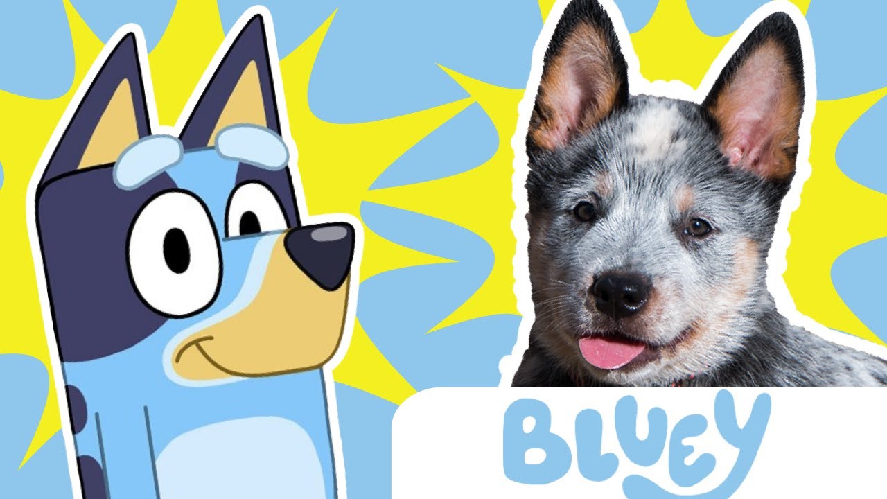 Bluey Characters as REAL LIFE | Disney Jr | Learn The Dogs on Bluey | WHAT TYPE OF DOG IS BLUEY??