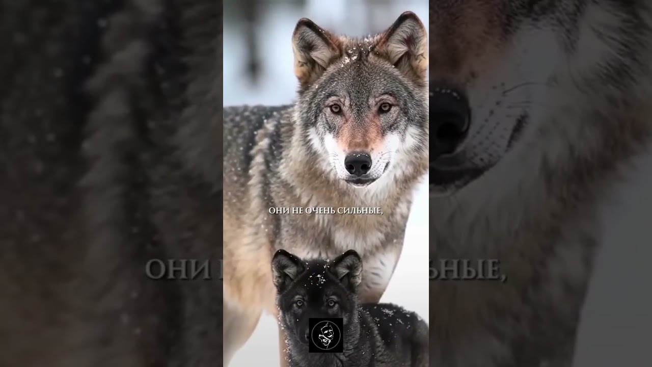 Канадский фотограф