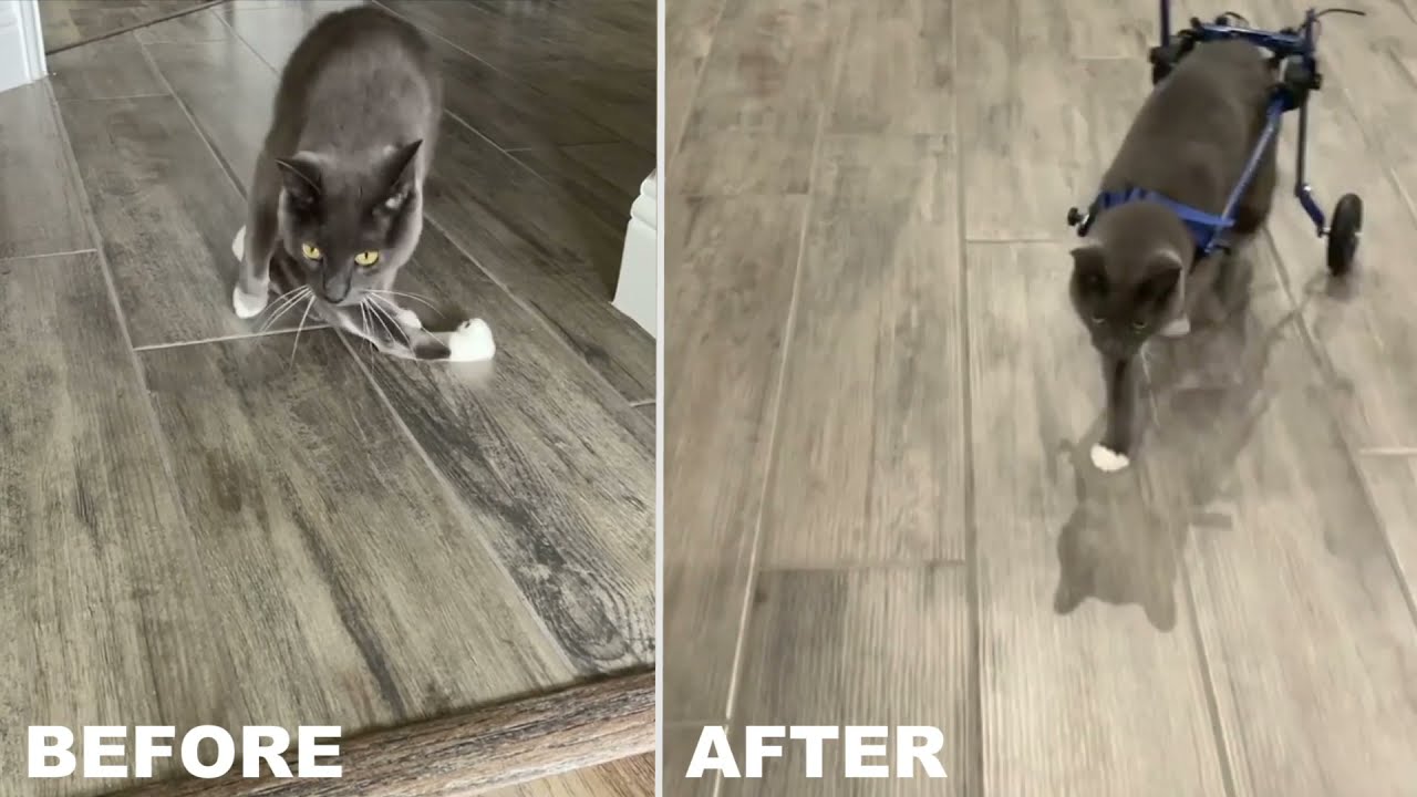 Disabled Cat Who Can't Walk Gets Wheelchair!