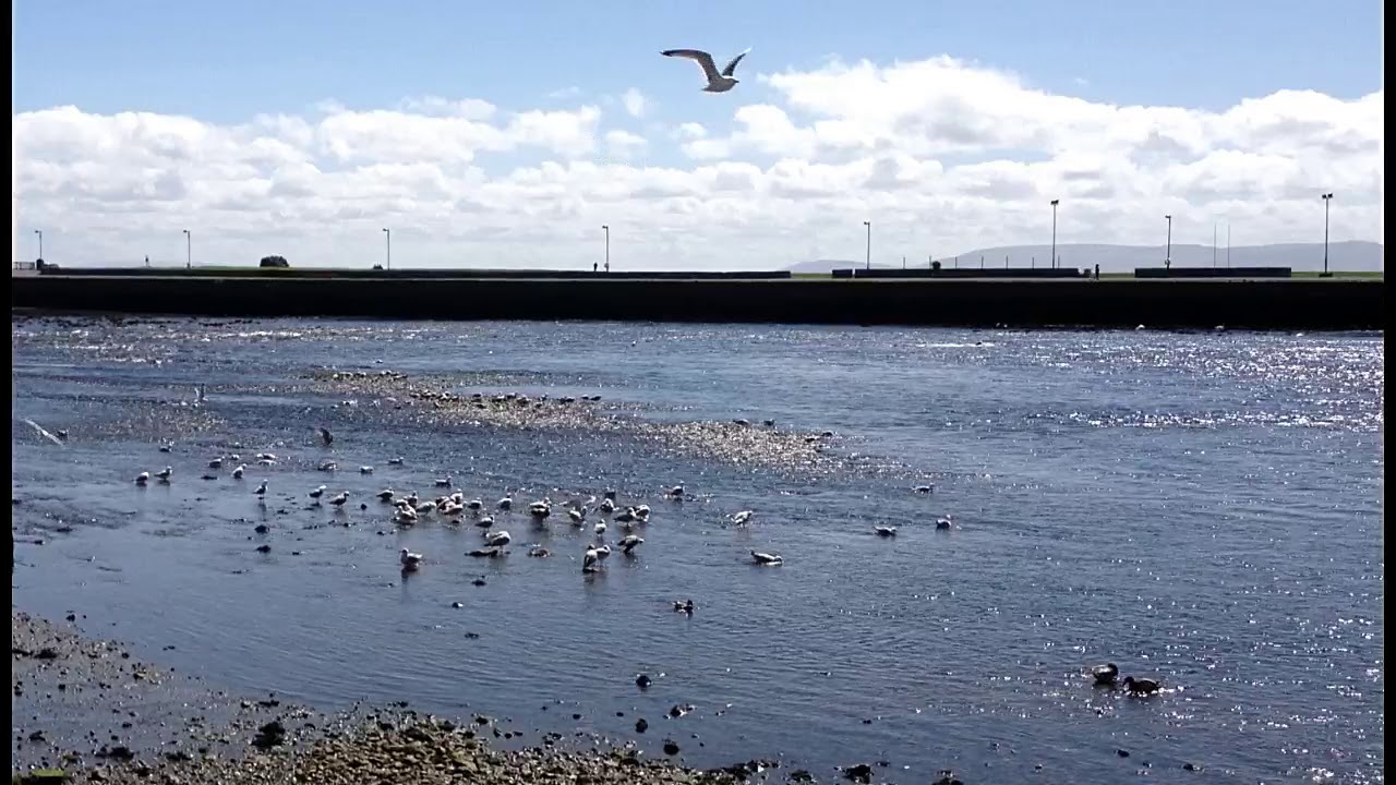Galway Harbour Wildlife View  (relaxing Irish continuous landscape scenery on film)