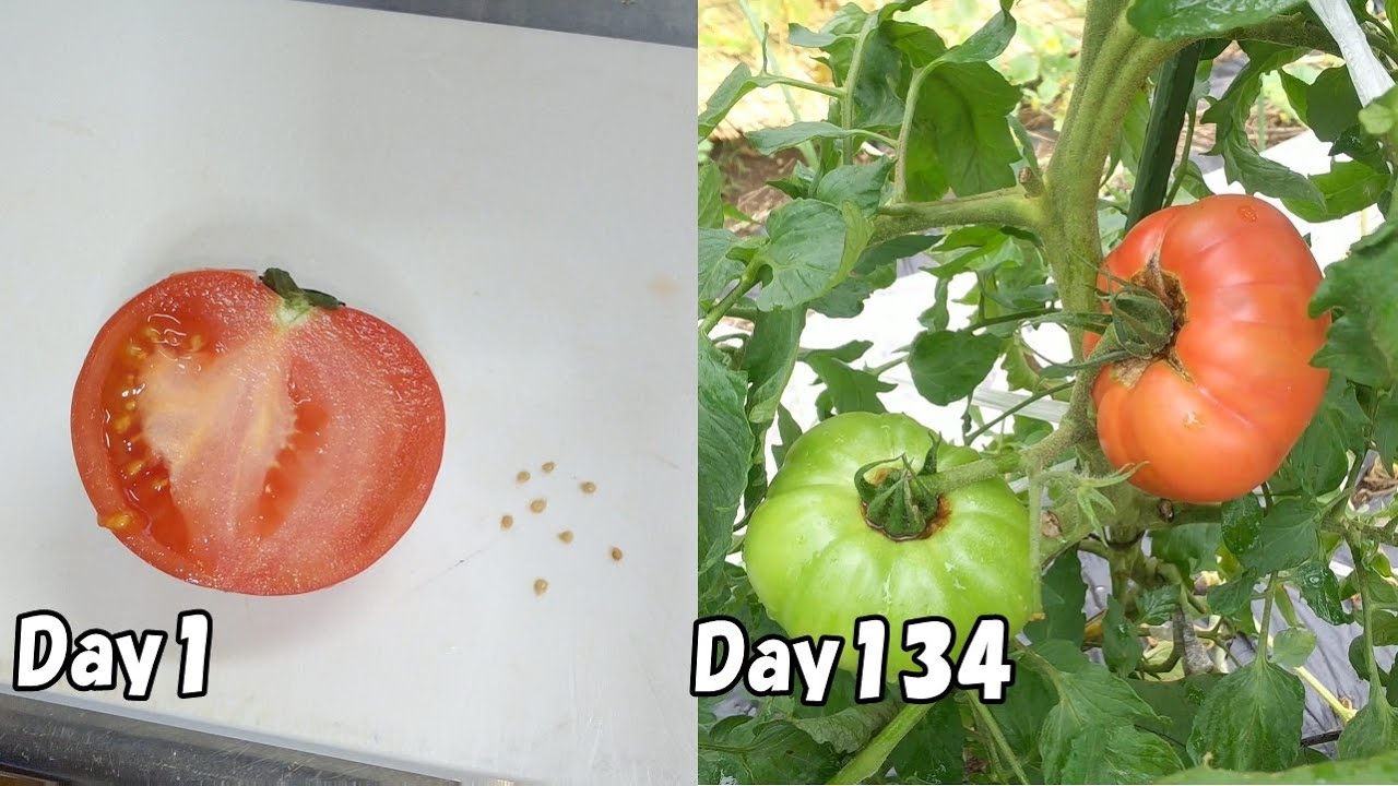 スーパーで買った大玉トマトの種を植えてみると…！？  /  How to grow tomatoes from store bought tomatoes