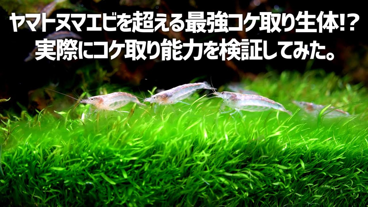 コケ取り性能が高いと噂の生体をコケまみれの水槽に大量投入した結果。トゲナシヌマエビ#376【アクアリウム】