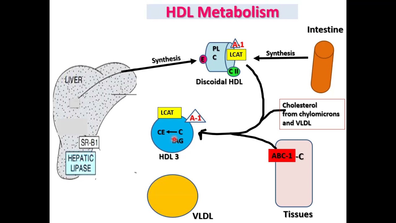 HDL metabolism II Good Cholesterol