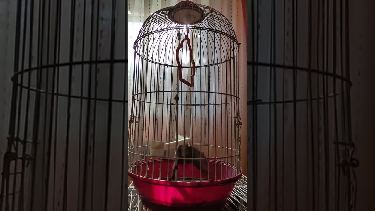 cuidados de la curruca capirotada