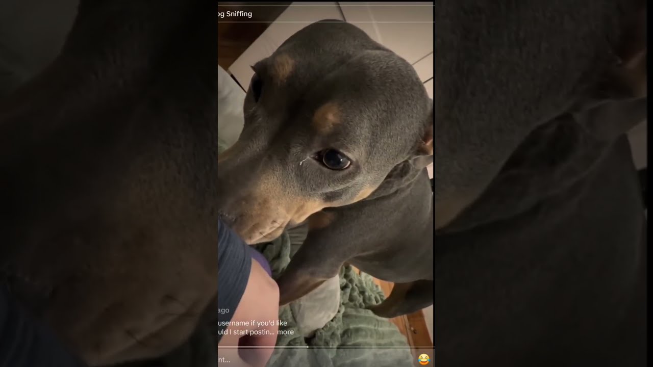 Dog sniffing human asmr video to help you relax and sleep. Deep sniffs. #asmr #asmrsounds #sniffing