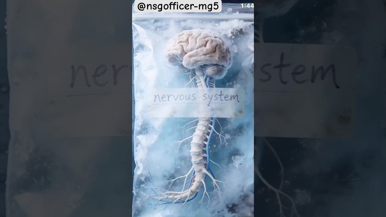 nervous system function 