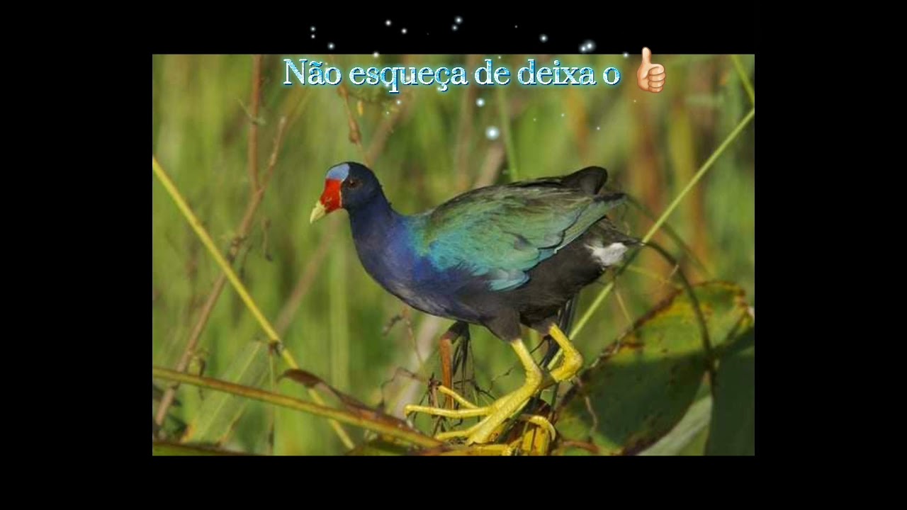 canto do frango d'águaazul#Galliano morada