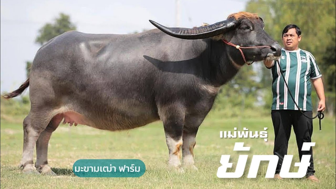 สุดยอดแม่พันธุ์ควายยักษ์ ต้นกำเนิดควายพันธุ์ชั้นดี เกรดพรีเมี่ยมต้อง💢ที่นี่ มะขามเฒ่าฟาร์ม💢 จ.ชัยนาท