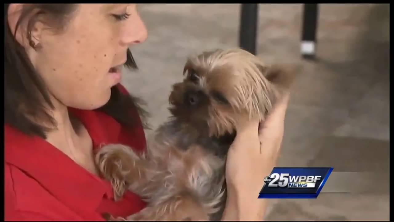 Stolen dog returned to owner; accused thief arrested