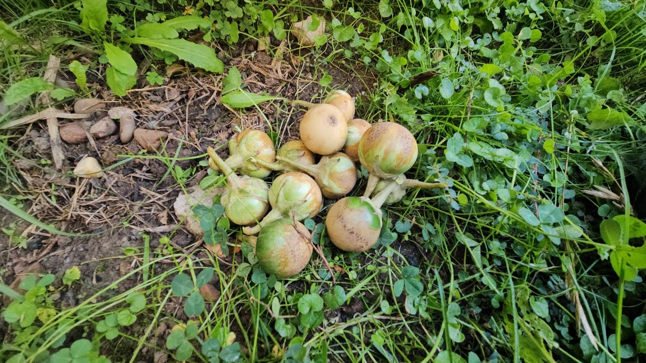 สวยก็เอาไม่สวยก็ทิ้งแค่นี้ก็กินไม่ทันล่ะ🇦🇺🇦🇺🇹🇭🇹🇭