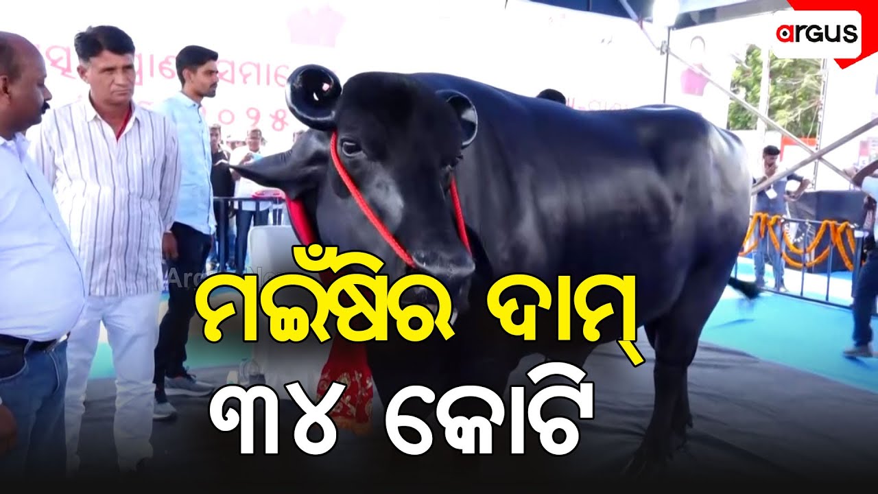 ମଇଁଷିର ଦାମ୍ ୩୪ କୋଟି | Buffalo | Animal | Bhubaneswar | Argus News