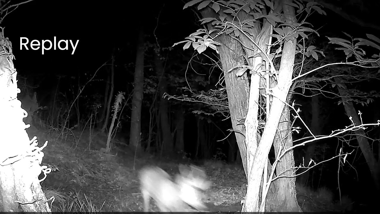 Caprioli si rincorrono nel bosco