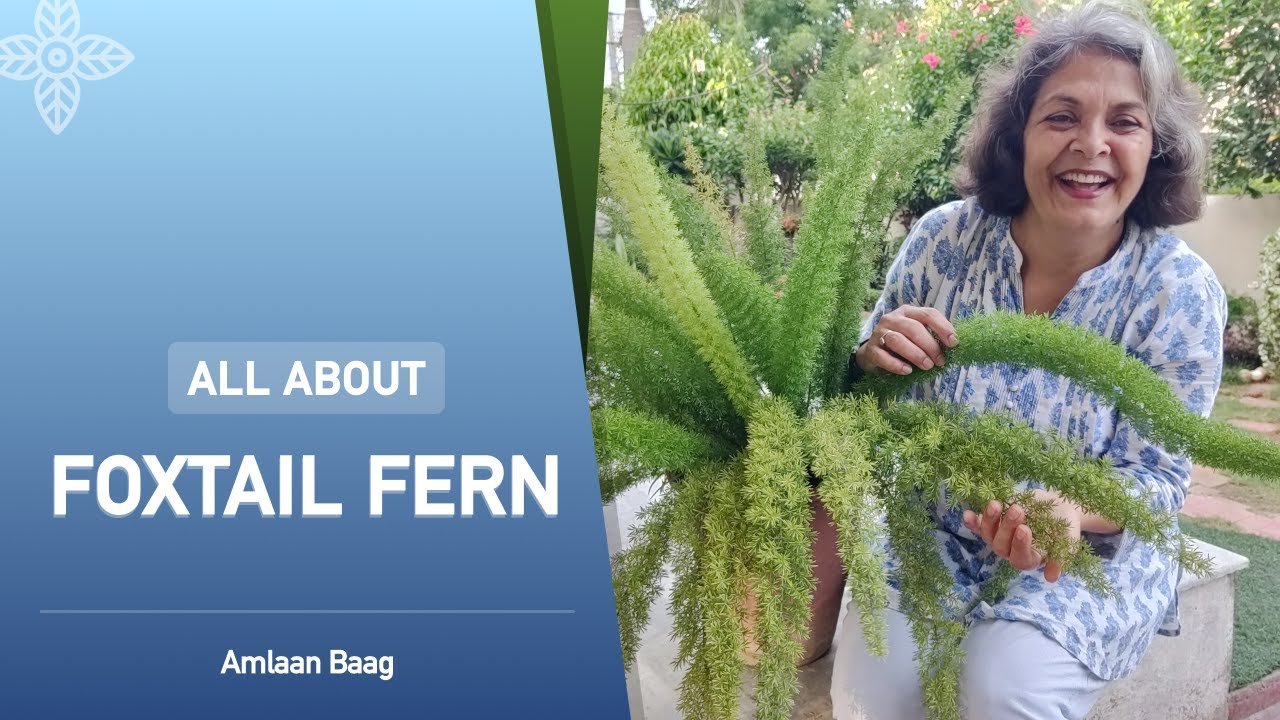All About Foxtail Fern | फॉक्स्टेल फर्न के बारे में जाने सब कुछ