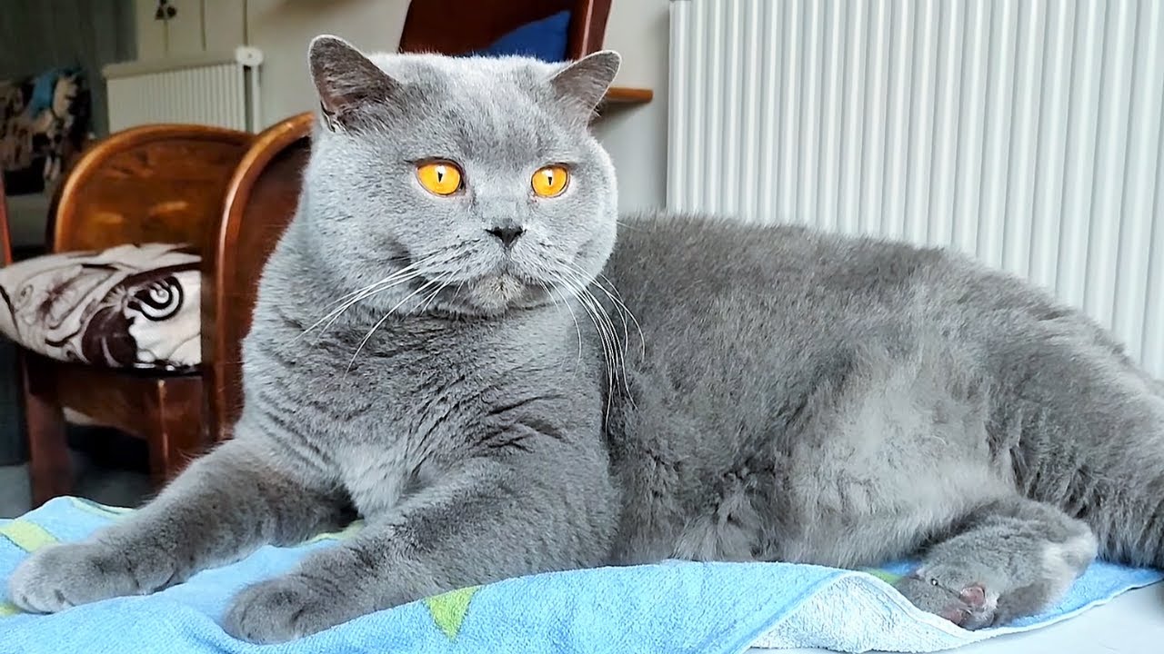 Uncle Cat Slaps Kitten For Playing With His Tail