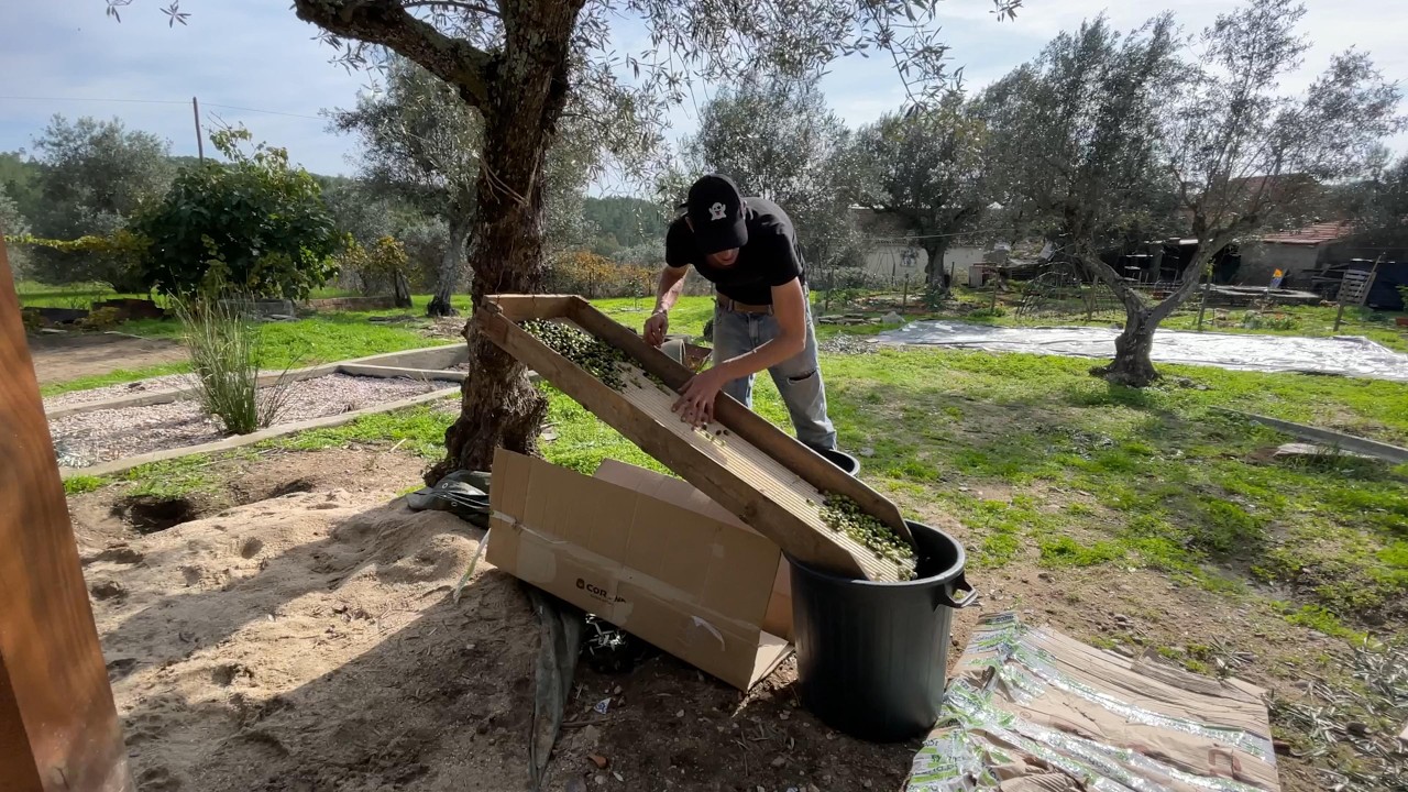 HARVESTING OLIVES like the Portuguese do
