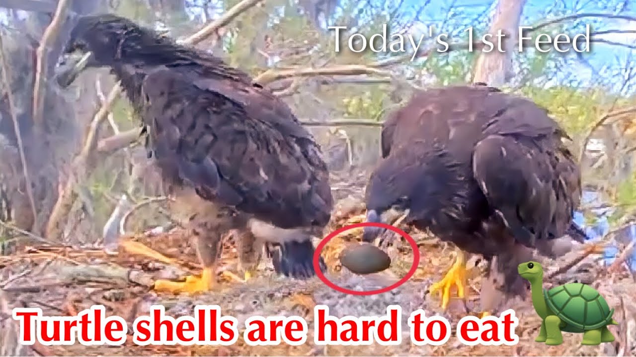 #389🦅Brutus🐥57° & Peanut🐥52°／Winter Park Eagle Nest 2026／Against All Odds:One-Eyed Mom／Wink💗Atlas