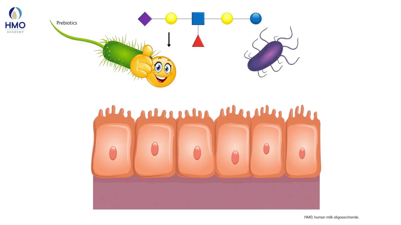 Video Teaser - Oligosaccharides: Next Generation Functions