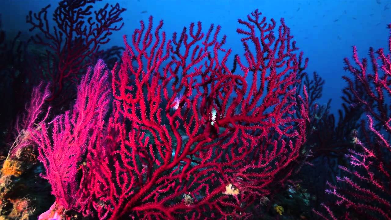 le gorgonie di portofino