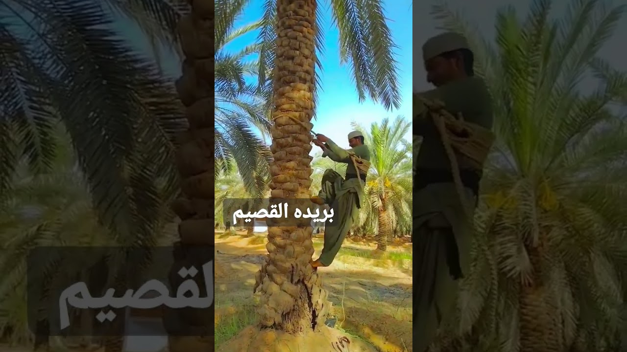 Dates farm in Buraidah Al Qassim saudi arab #viralshorts