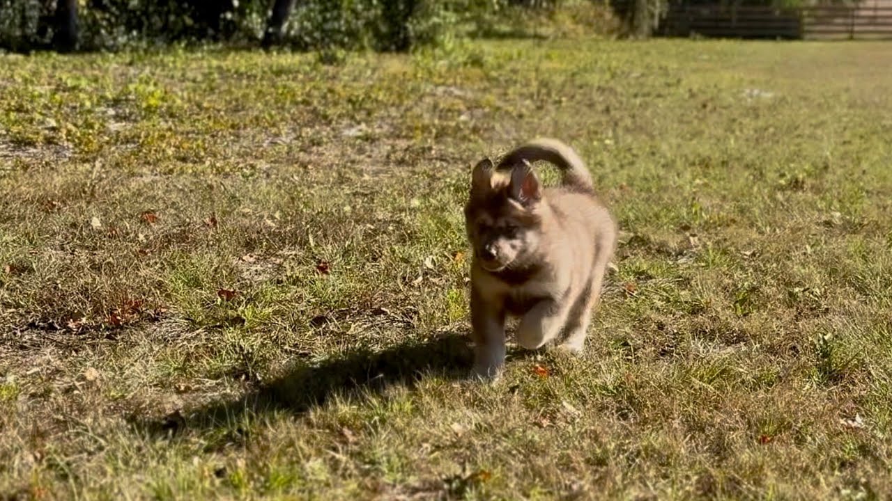 Выстрелы вызвали у Монро страх — я не мог её найти 😔🐺
