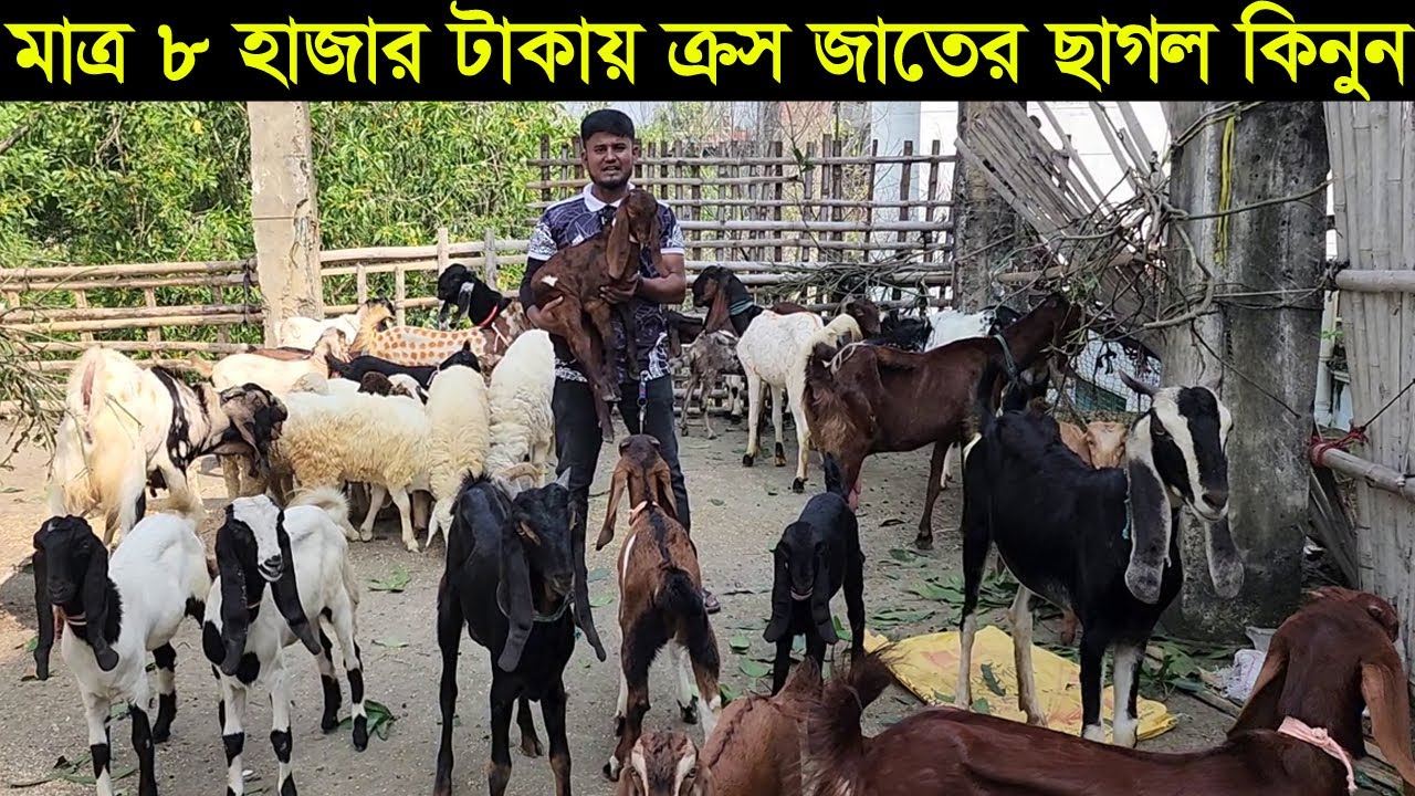 ব্রাহ্মণবাড়িয়া জেলার সরাইল থেকে মাত্র ৮ হাজার টাকায় ক্রস জাতের ছাগল কিনুন goat price