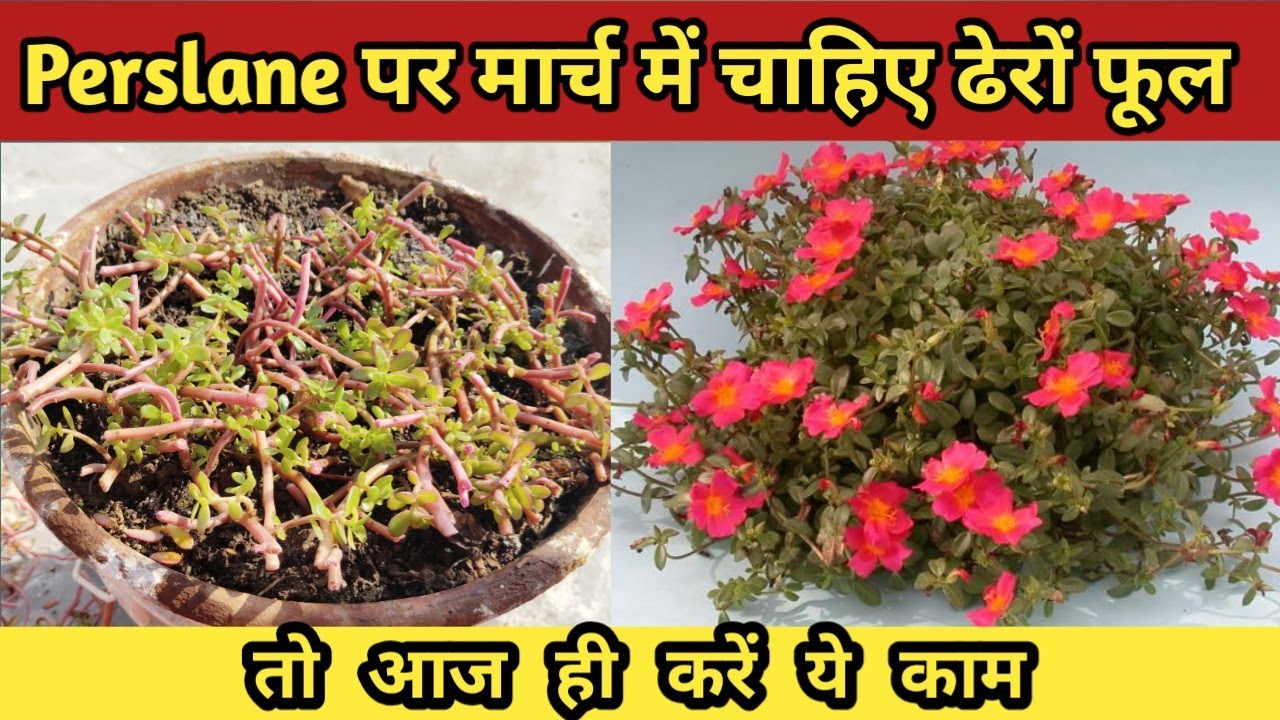 पर्सेलेन पर मार्च में चाहिए ढेरों फूल तो आज ही करें ये काम/Perslane/Mosrose Care in January/February