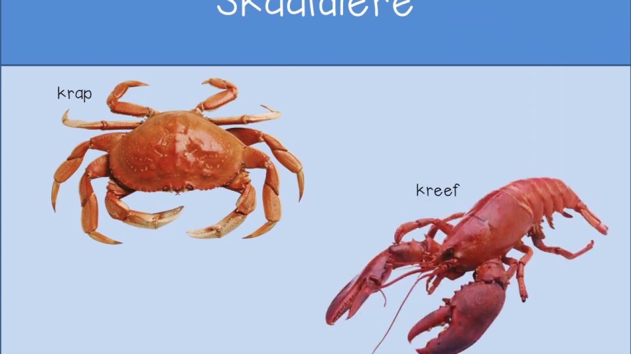 Graad R Skaaldiere