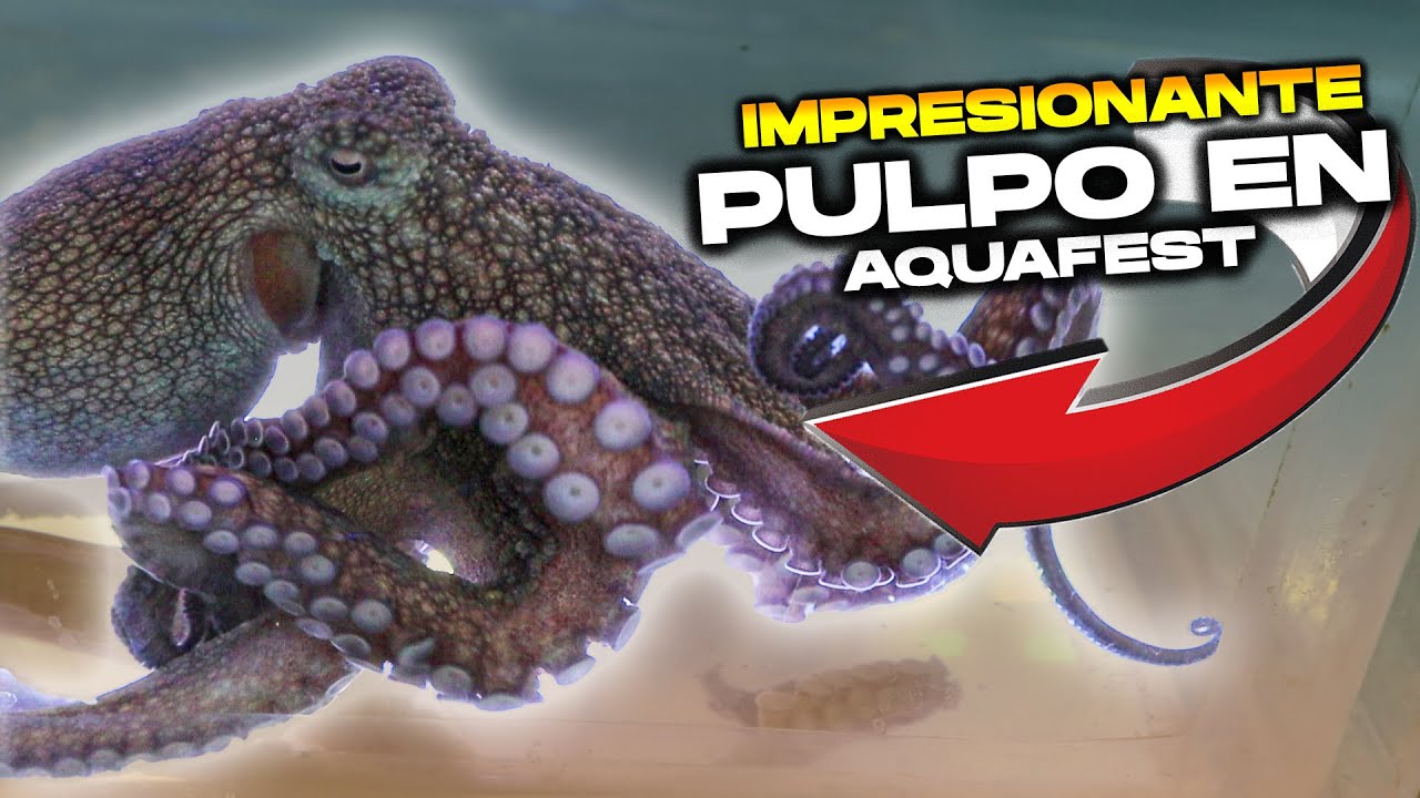 Aquafest Mexico: Pulpos, Discos, Goldfish y mas