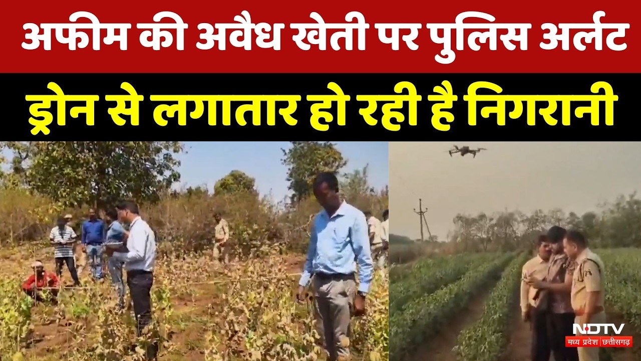 Opium Illegal Farming पर Police Alert | Durg | Balrampur | Chhattisgarh | Crime News | Top News
