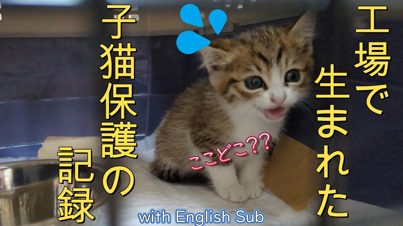 工場で生まれた子猫を保護した話