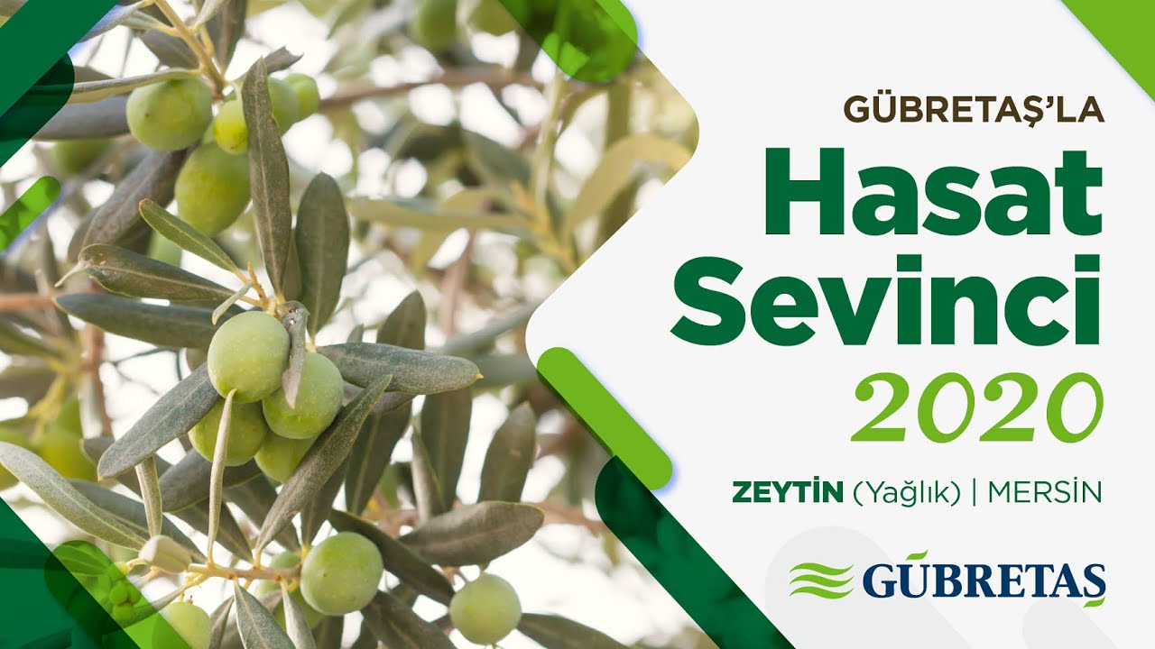 Zeytin Hasat Sevinci | Mersin
