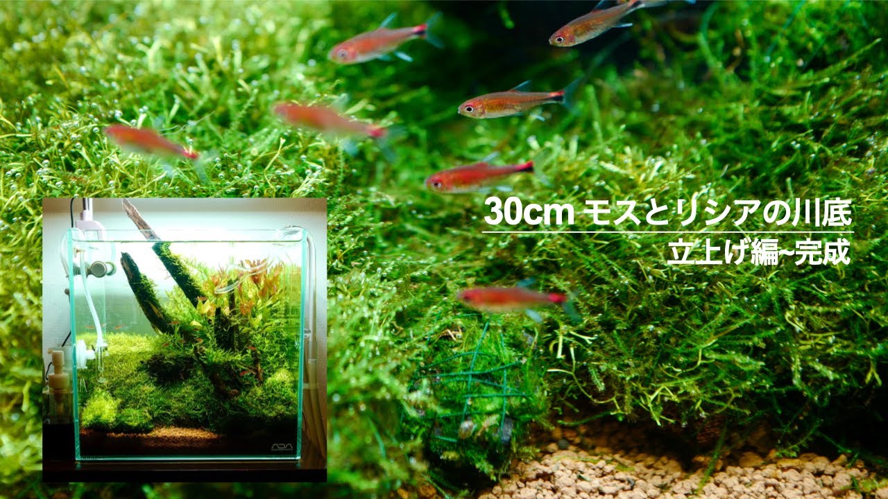 【立上げ~完成】30cmキューブの有茎草レイアウト #aquarium #アクアリウム #ada