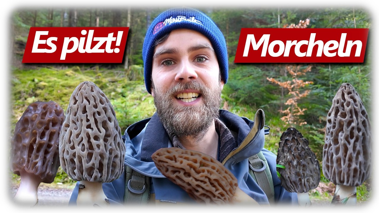 Pilze ohne Ende | Morchel Eskalation im M&auml;rz 2026 | Spitzmorcheln im Wald sammeln