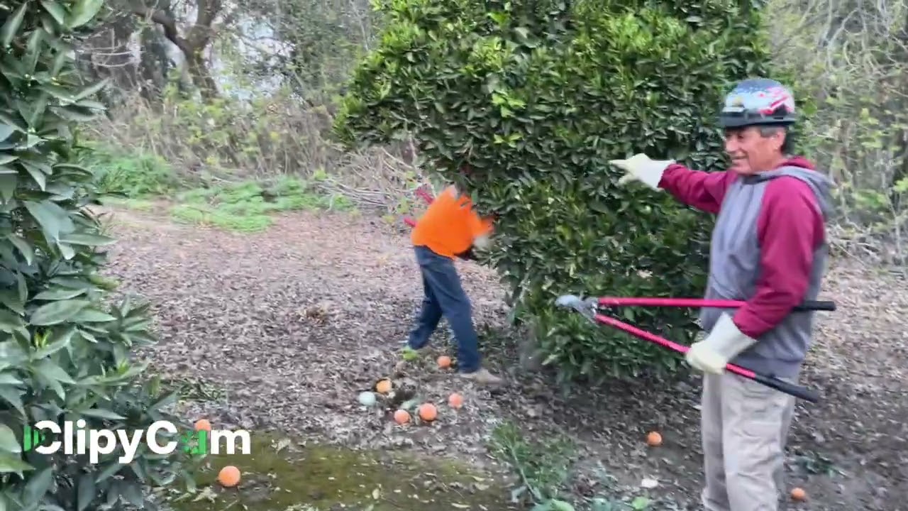 La Poda de naranja en Porterville California